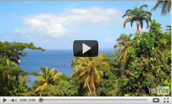 StLucia Rainforest