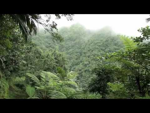 Nevis Rainforest