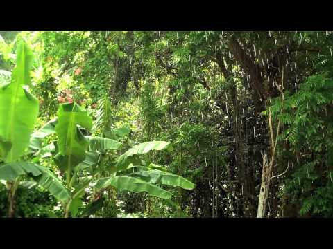 St. Lucia Rainforest Sun-Shower