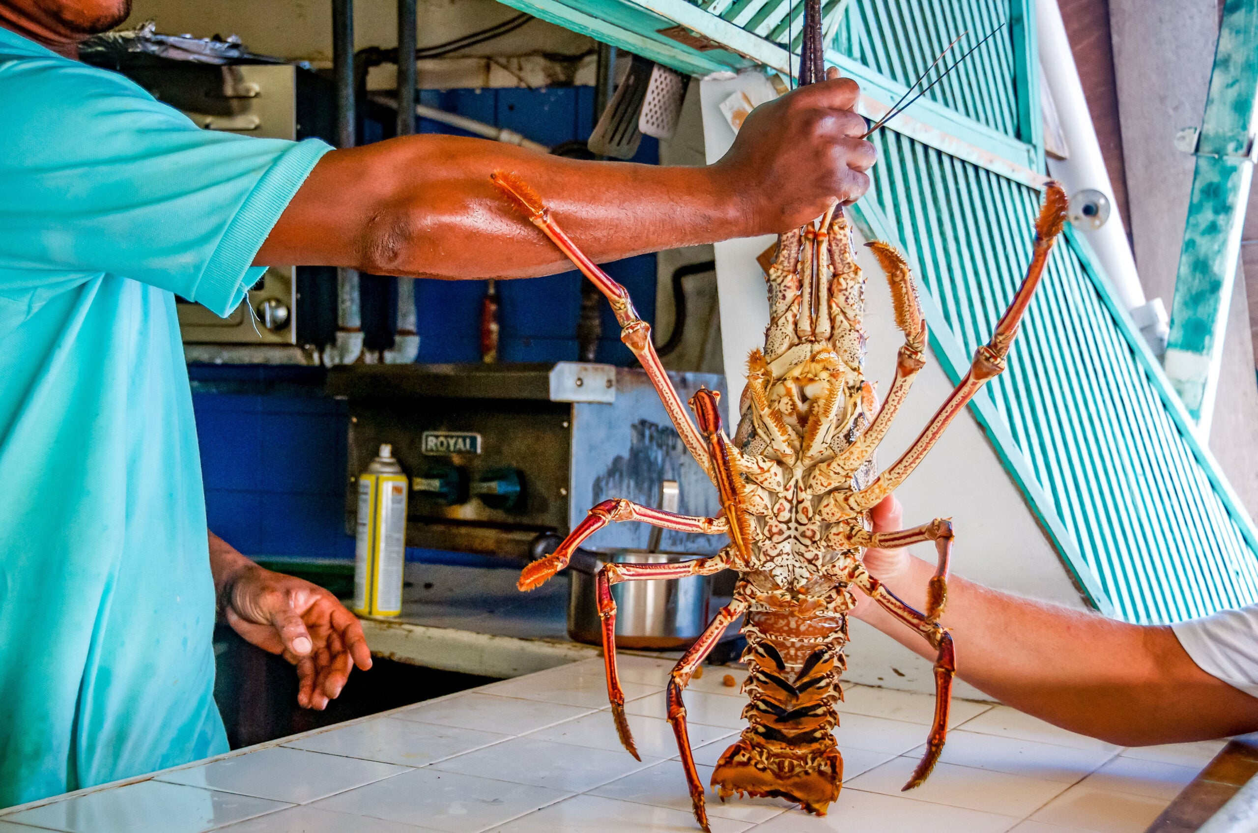 Caribbean lobster