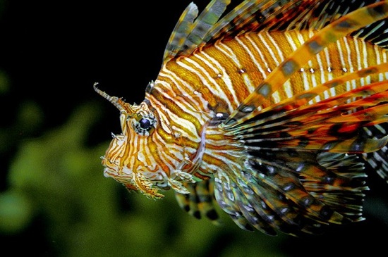 Deal of the Week: Hunting Lionfish in St. Croix