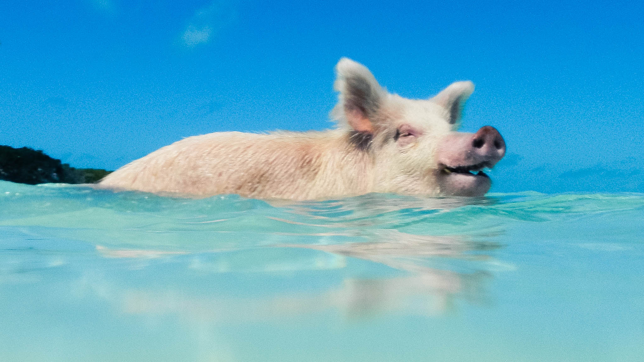 Pig Beach - The Swimming Pigs of The Exumas | Uncommon Caribbean