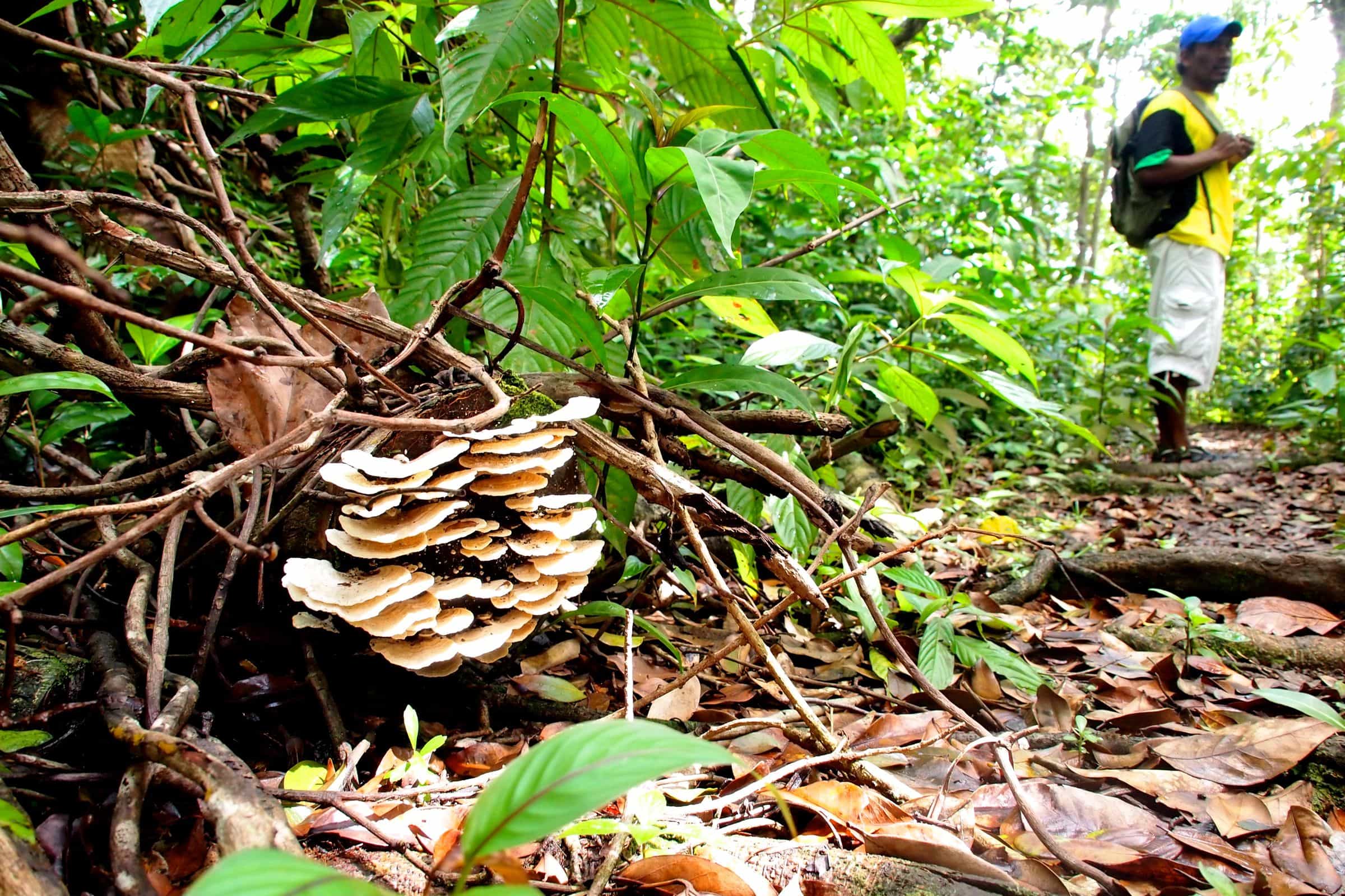 Hiking Waitukubuli