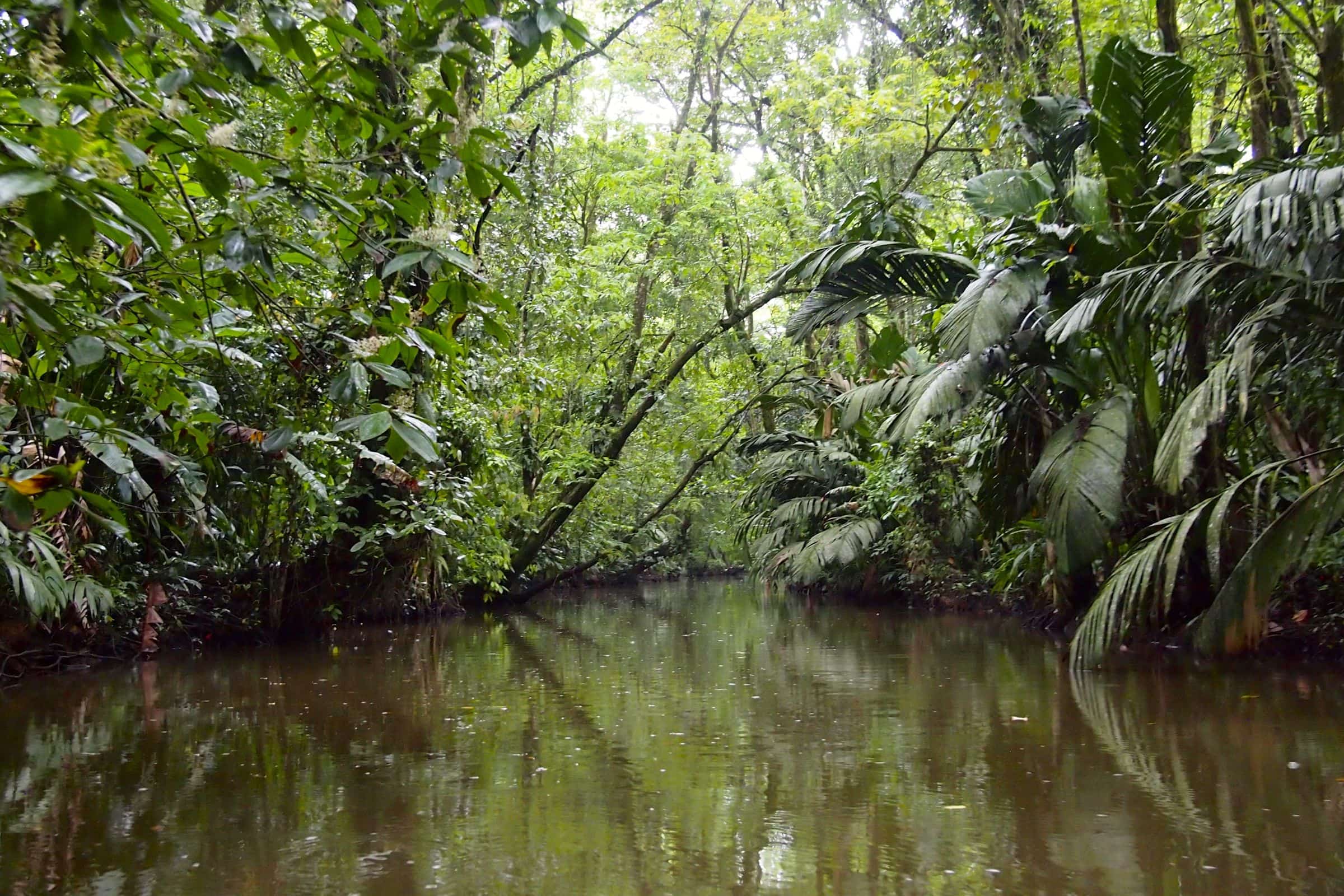 Tortuguero National Forest