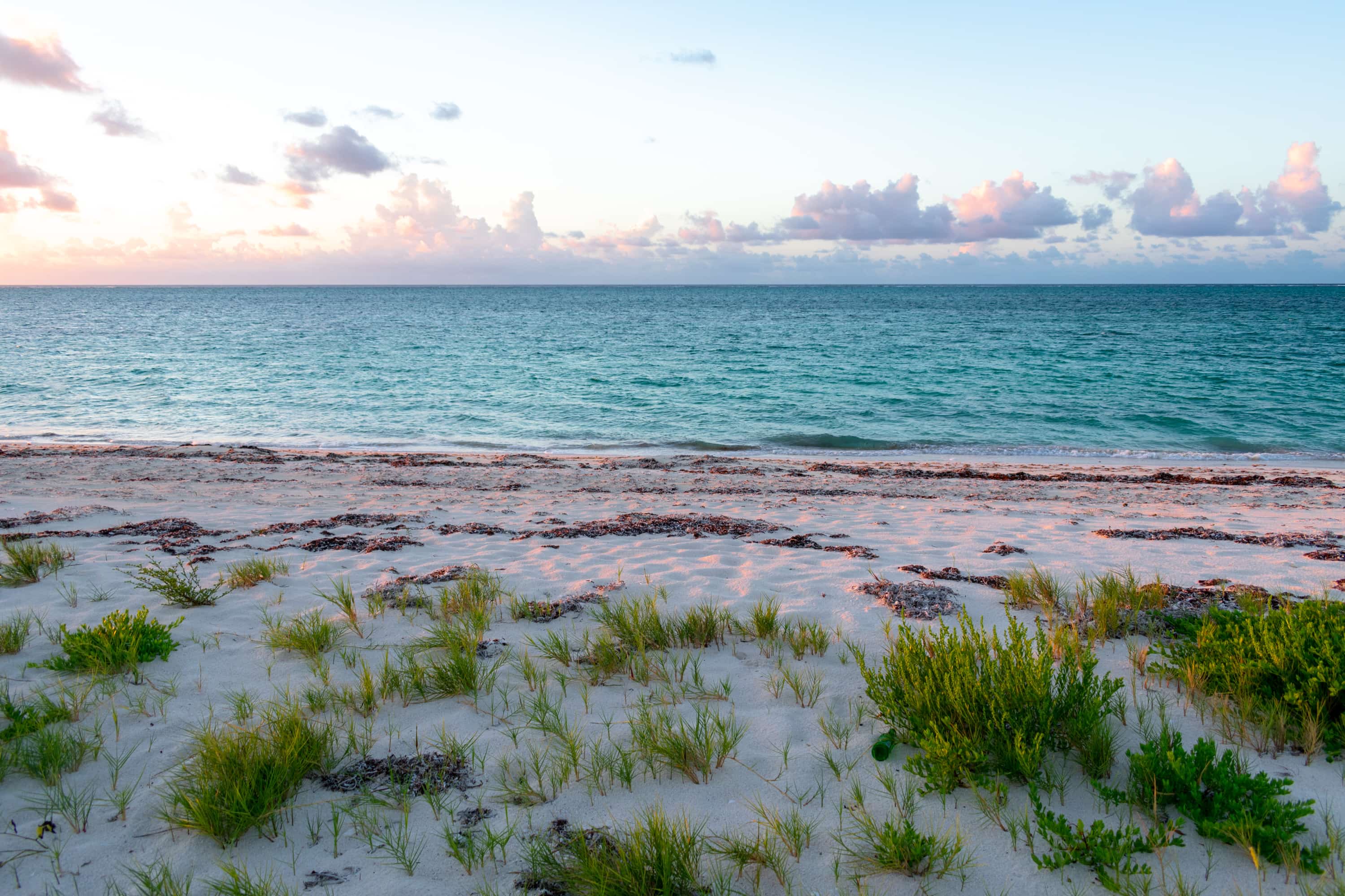 Occasionally Pink Pumpkin Bluff Beach, North Caicos | SBPR