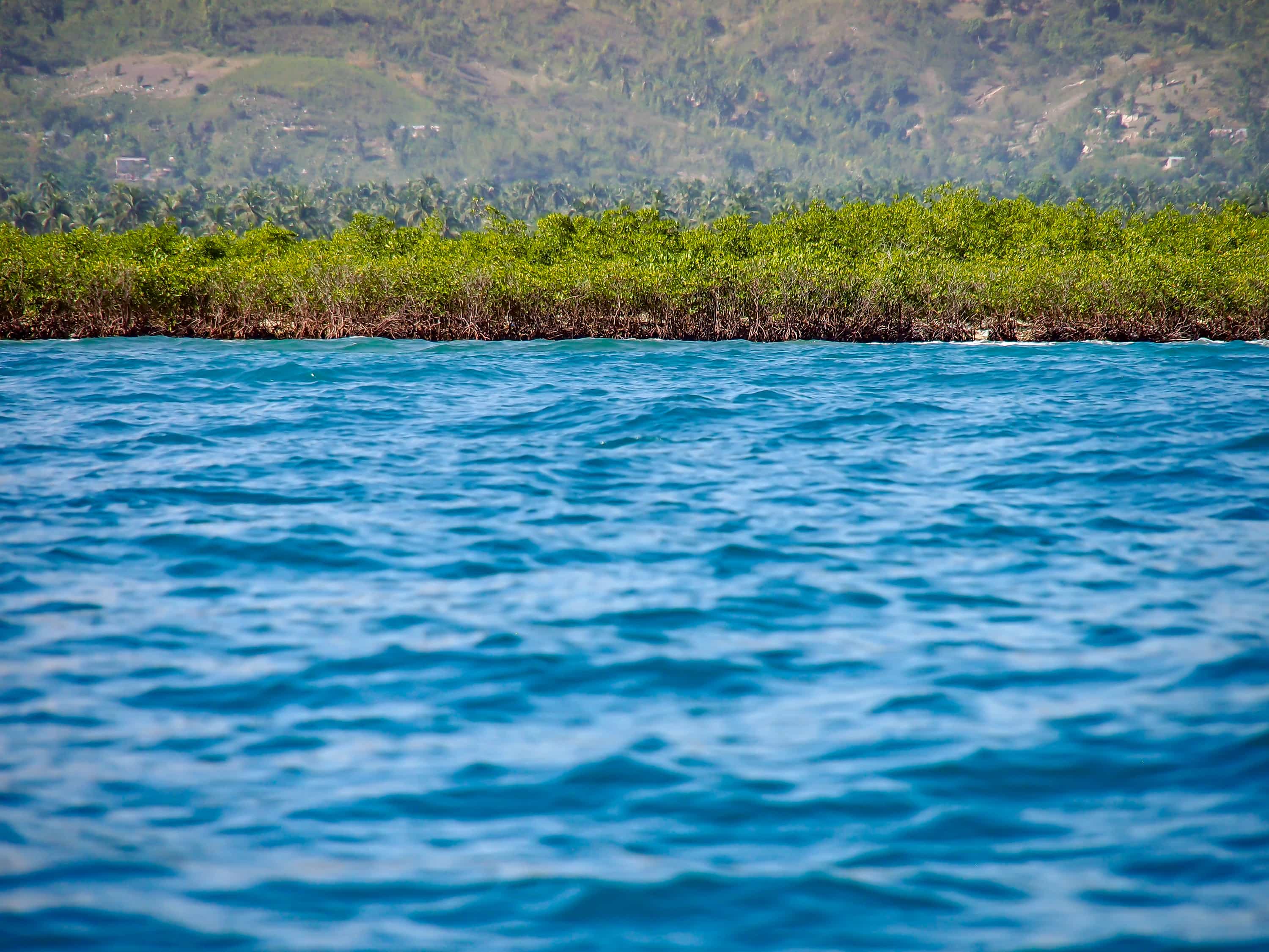 Mangroves of Southern Haiti | SBPR