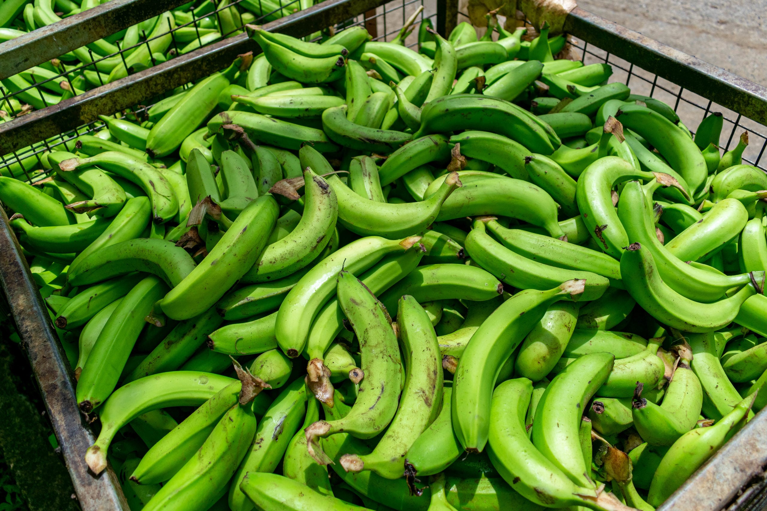 Caribbean bananas