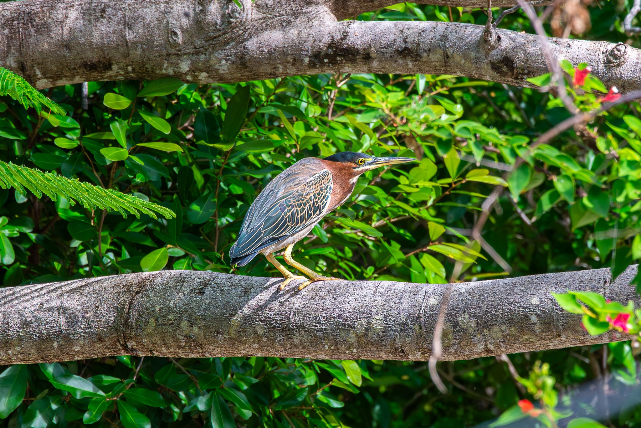 TCI Birds